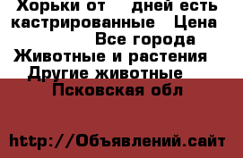   Хорьки от 35 дней есть кастрированные › Цена ­ 2 000 - Все города Животные и растения » Другие животные   . Псковская обл.